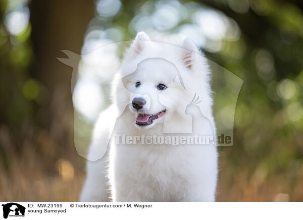 young Samoyed / MW-23199