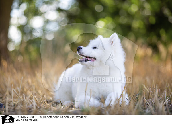 young Samoyed / MW-23200