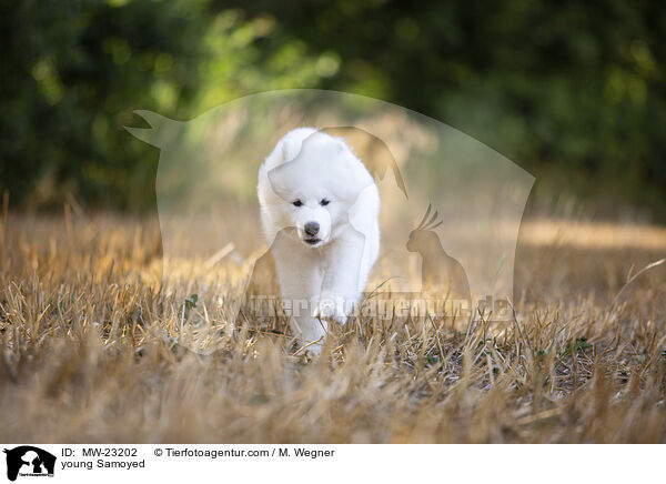 young Samoyed / MW-23202