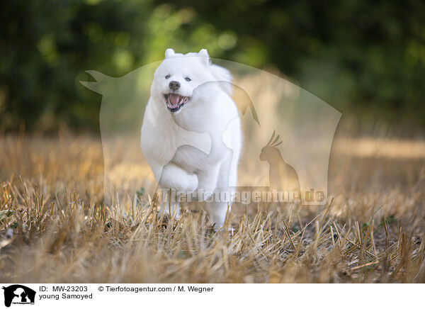 young Samoyed / MW-23203