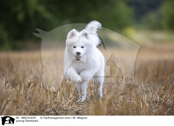 young Samoyed / MW-23205