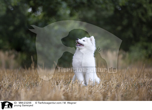 young Samoyed / MW-23206