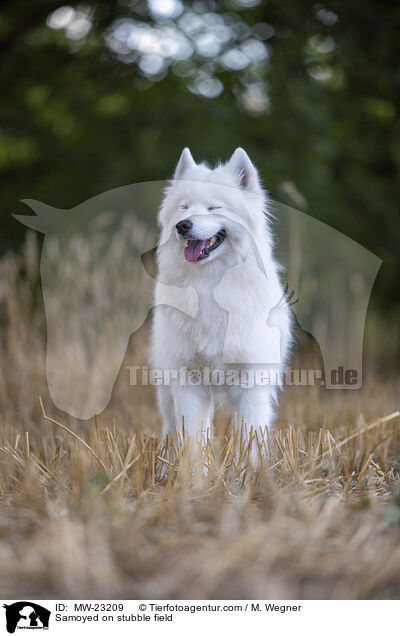 Samoyed on stubble field / MW-23209