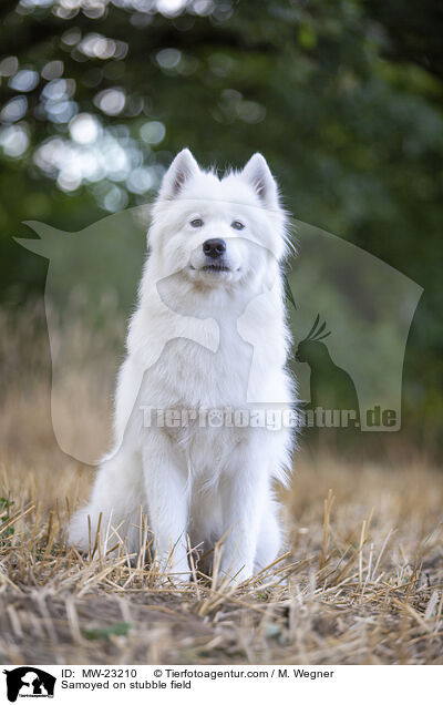 Samoyed on stubble field / MW-23210
