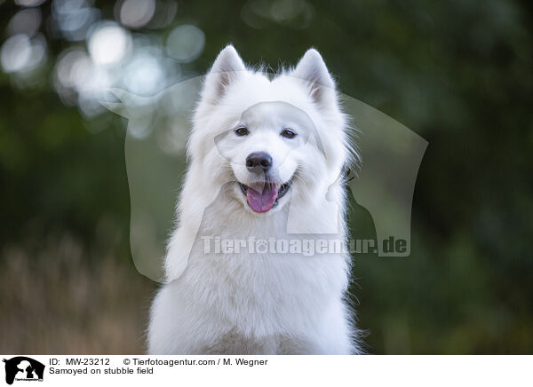 Samoyed on stubble field / MW-23212
