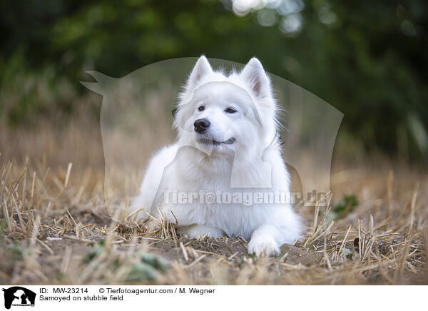 Samoyed on stubble field / MW-23214