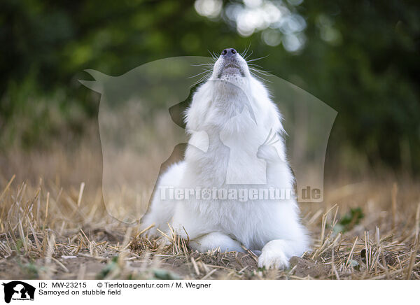 Samoyed on stubble field / MW-23215