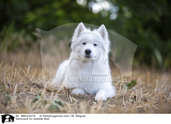Samoyed on stubble field / MW-23218