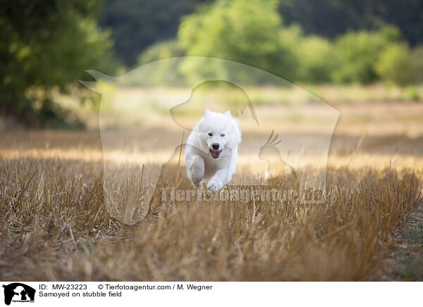 Samoyed on stubble field / MW-23223