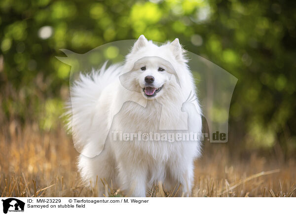 Samoyed on stubble field / MW-23229