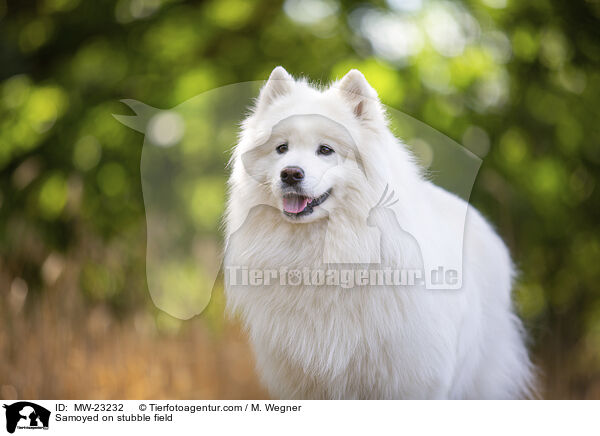 Samoyed on stubble field / MW-23232