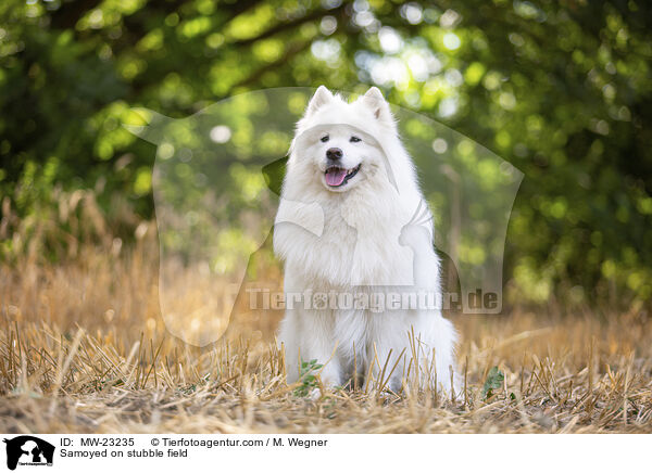 Samoyed on stubble field / MW-23235