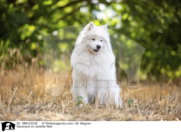 Samoyed on stubble field / MW-23236