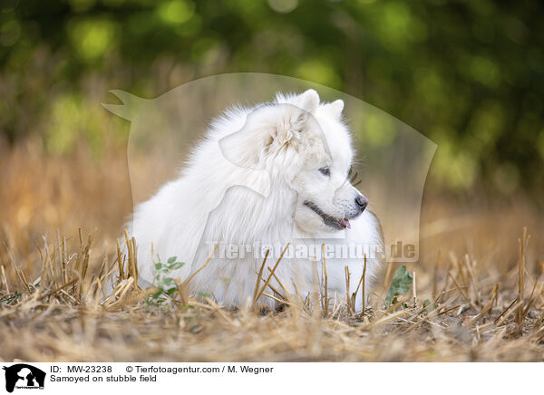 Samoyed on stubble field / MW-23238