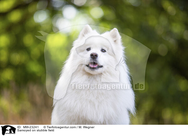 Samoyed on stubble field / MW-23241