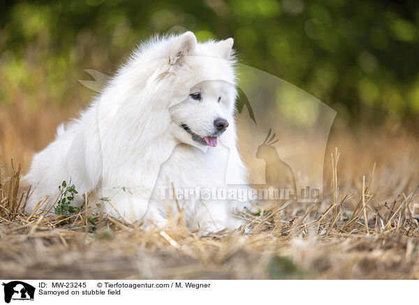 Samoyed on stubble field / MW-23245