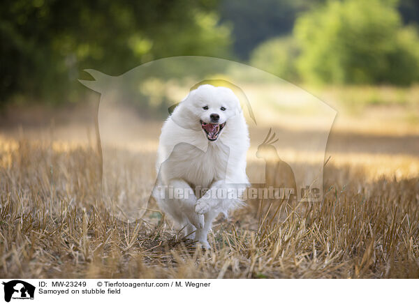 Samoyed on stubble field / MW-23249
