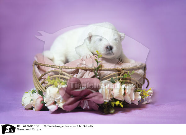 Samoyed Puppy / ALS-01358