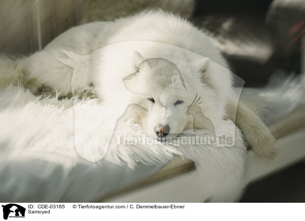 Samoyed / CDE-03165