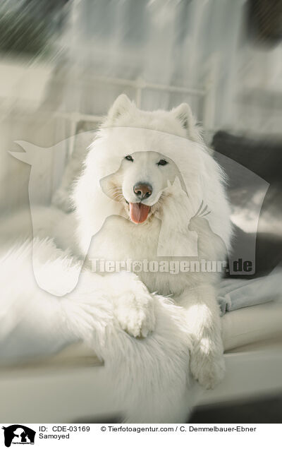 Samoyed / CDE-03169