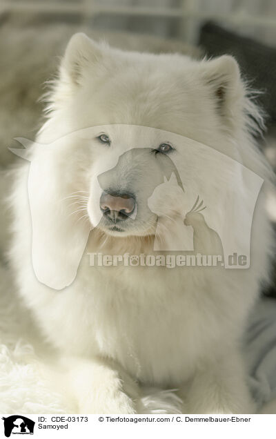 Samoyed / CDE-03173