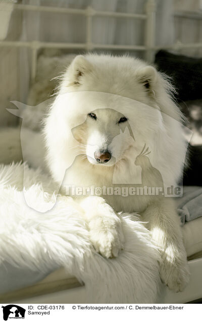 Samoyed / CDE-03176