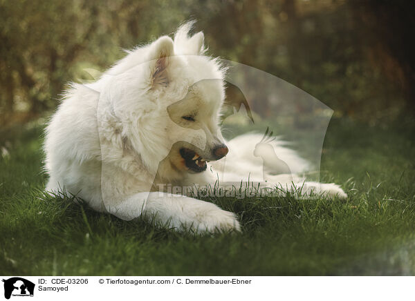 Samojede / Samoyed / CDE-03206