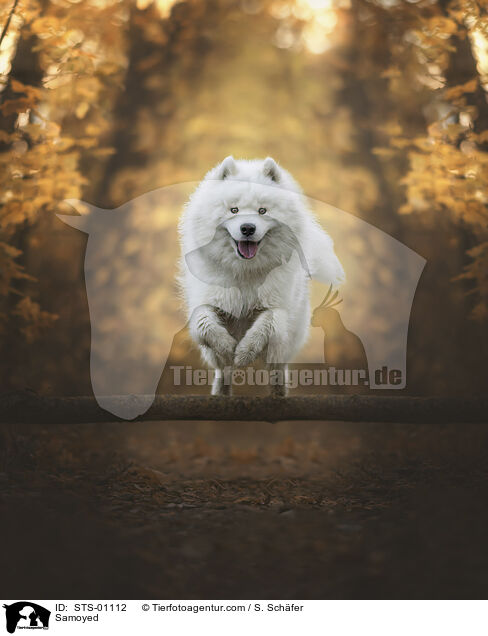 Samoyed / STS-01112