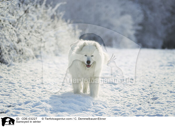 Samoyed in winter / CDE-03227