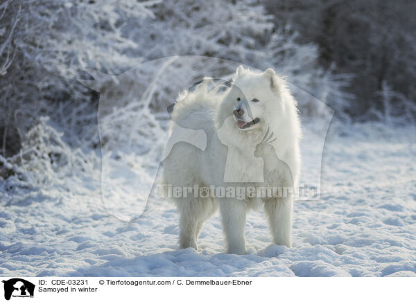 Samoyed in winter / CDE-03231