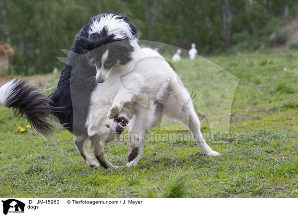 dogs / JM-15963