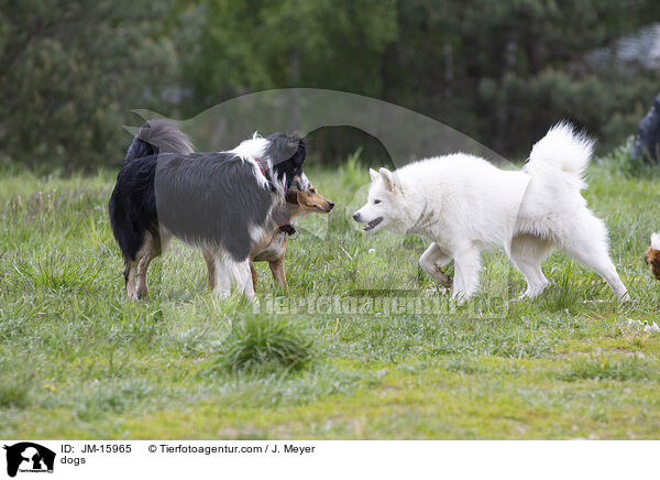 dogs / JM-15965