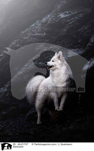 Samojede / Samoyed / JQ-01737