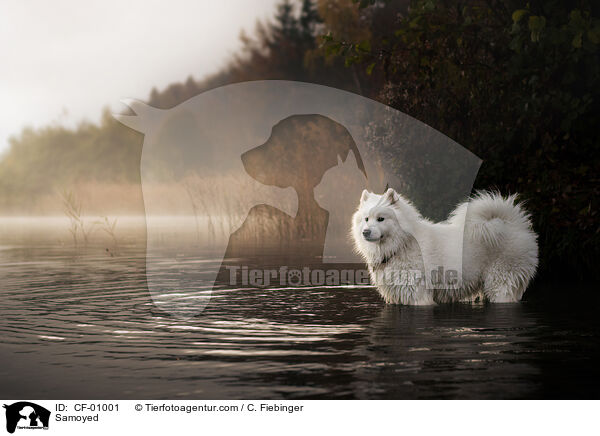 Samoyed / CF-01001