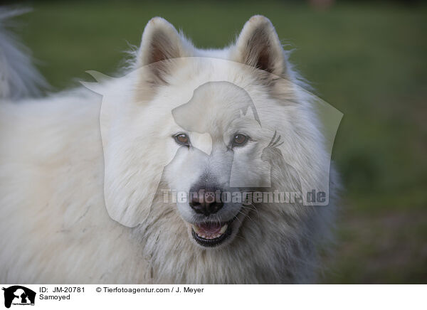 Samoyed / JM-20781