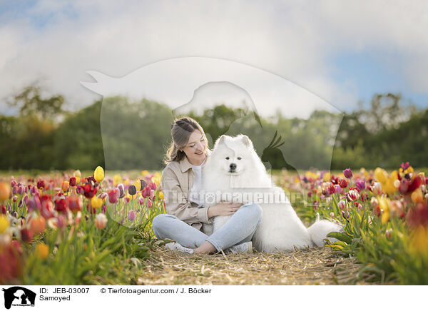 Samojede / Samoyed / JEB-03007