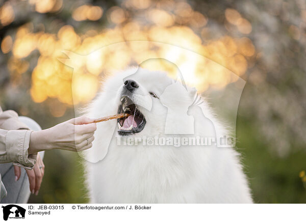 Samojede / Samoyed / JEB-03015