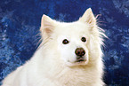 Samoyed Portrait