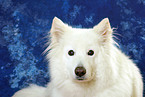 Samoyed Portrait