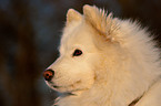 Samoyed Portrait