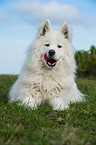 lying Samoyed