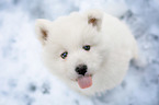 Samoyed puppy