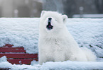 Samoyed puppy