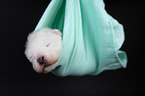 Samoyed baby