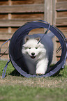Samoyed walks through tunnel