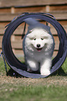 Samoyed walks through tunnel