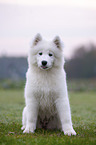 sitting Samoyed