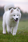 walking Samoyed