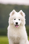 Samoyed Portrait