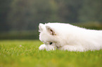 lying Samoyed